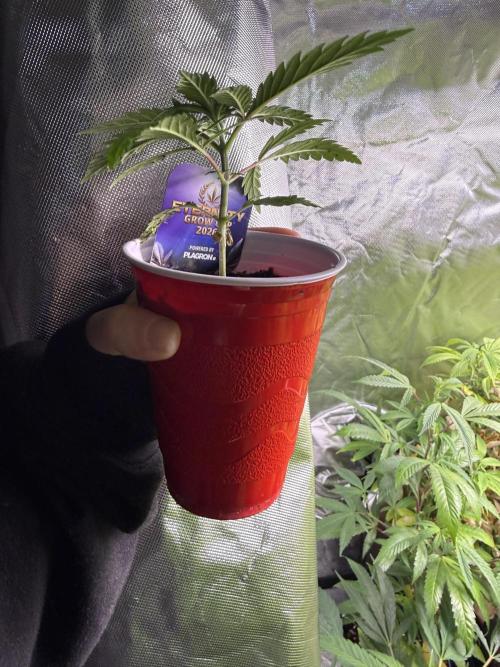 Eternity Grow Cup 2026 - Sticky Broccoli. Week 3