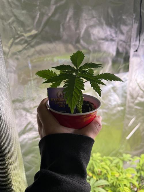 Eternity Grow Cup 2026 - Sticky Broccoli. Week 3