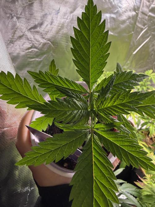 Eternity Grow Cup 2026 - Sticky Broccoli. Week 3