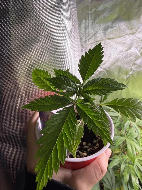 Eternity Grow Cup 2026 - Sticky Broccoli. Week 3