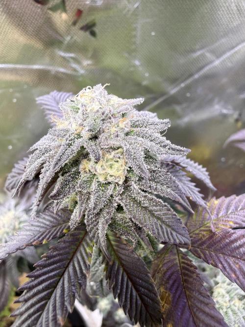 Mai Thai x Zkittles Cake Clone Grow. Week 11