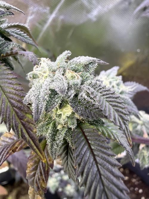 Mai Thai x Zkittles Cake Clone Grow. Week 11