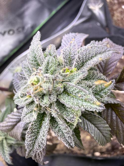 Mai Thai x Zkittles Cake Clone Grow. Week 11