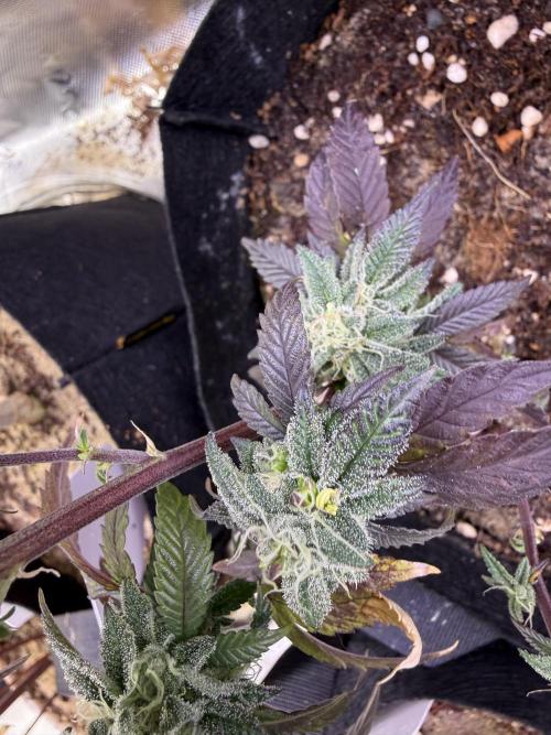 Mai Thai x Zkittles Cake Clone Grow. Week 11