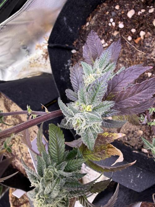 Mai Thai x Zkittles Cake Clone Grow. Week 11