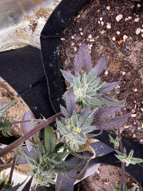 Mai Thai x Zkittles Cake Clone Grow. Week 11