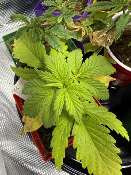 IZI Seeds Brain Swirl Fem Photo. Week 3