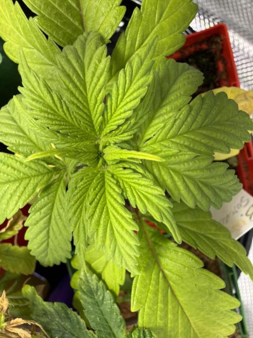 IZI Seeds Brain Swirl Fem Photo. Week 3