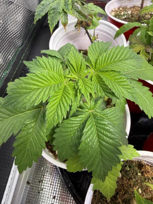 IZI Seeds Permanent Bluez Grow. Week 3