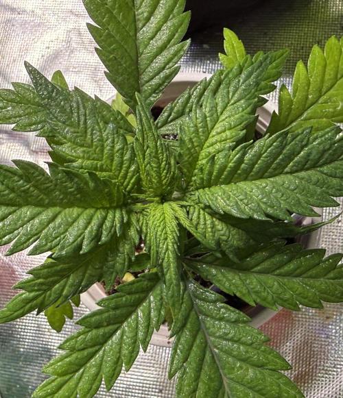 Eternity Grow Cup 2026 - Sticky Broccoli. Week 4