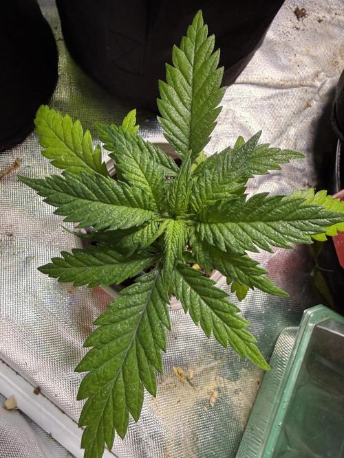 Eternity Grow Cup 2026 - Sticky Broccoli. Week 4