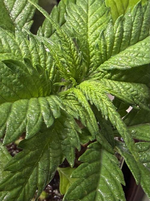 Eternity Grow Cup 2026 - Sticky Broccoli. Week 4