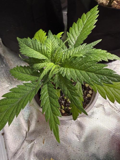 Eternity Grow Cup 2026 - Sticky Broccoli. Week 4