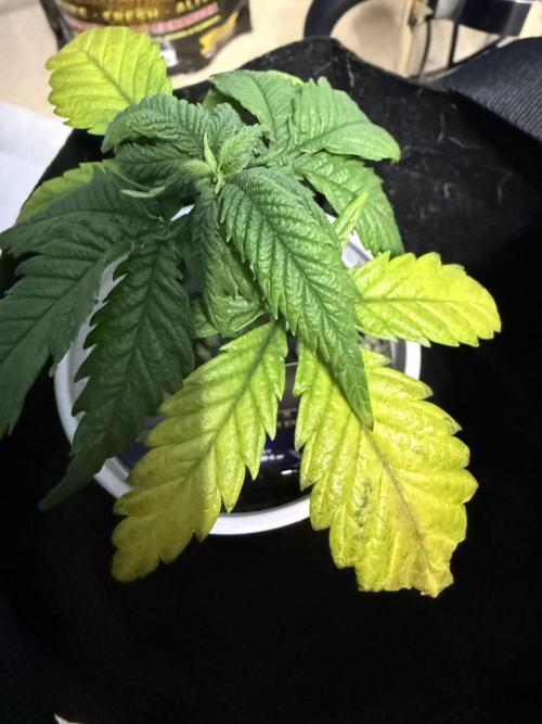 Eternity Grow Cup 2026 - Sticky Broccoli. Week 5