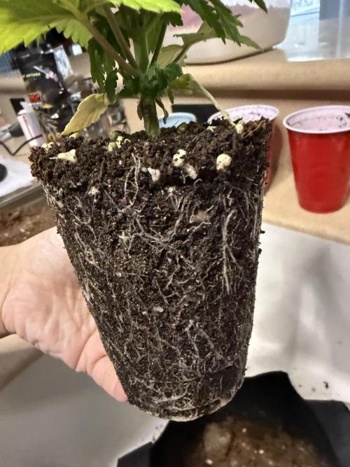 Eternity Grow Cup 2026 - Sticky Broccoli. Week 5