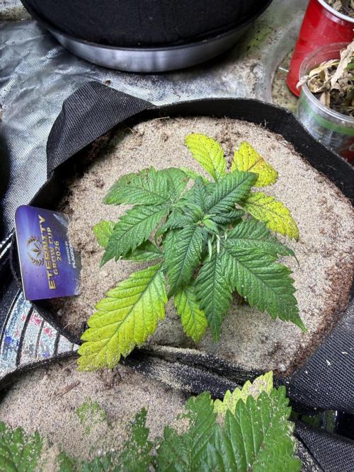 Eternity Grow Cup 2026 - Sticky Broccoli. Week 5