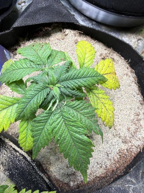 Eternity Grow Cup 2026 - Sticky Broccoli. Week 5