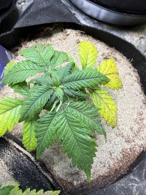 Eternity Grow Cup 2026 - Sticky Broccoli. Week 5