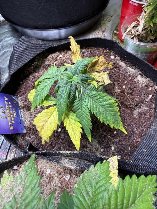 Eternity Grow Cup 2026 - Sticky Broccoli. Week 5