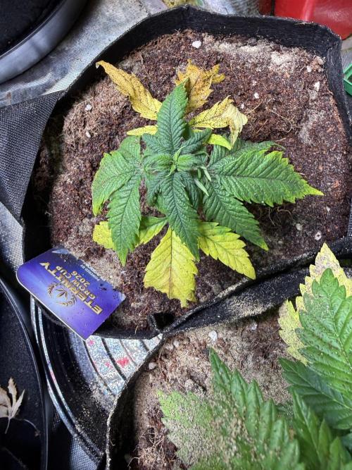 Eternity Grow Cup 2026 - Sticky Broccoli. Week 5