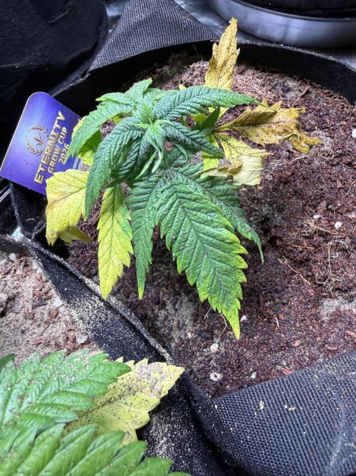 Eternity Grow Cup 2026 - Sticky Broccoli. Week 5