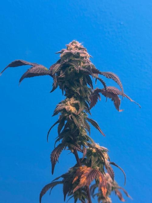 Mai Thai x Zkittles Cake Clone Grow. Week 14