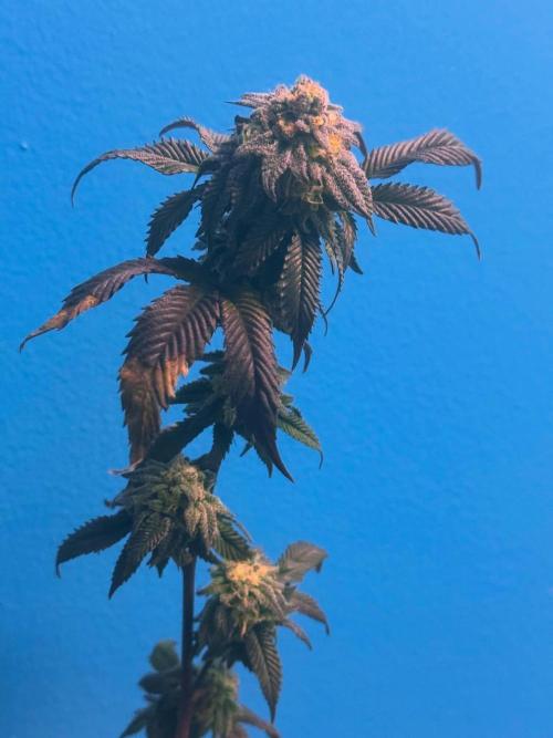 Mai Thai x Zkittles Cake Clone Grow. Week 14