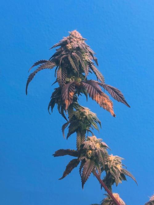 Mai Thai x Zkittles Cake Clone Grow. Week 14