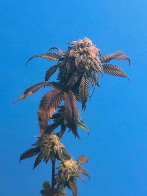 Mai Thai x Zkittles Cake Clone Grow. Week 14