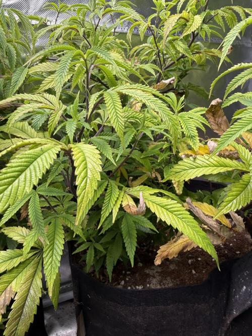 Slurricane Photo Grow. Week 8