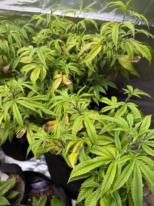 Slurricane Photo Grow. Week 8