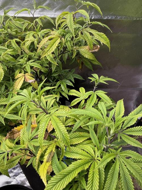 Slurricane Photo Grow. Week 8