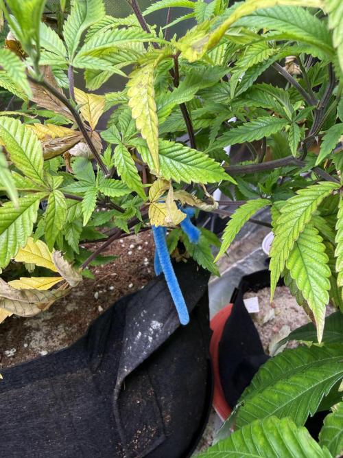 Slurricane Photo Grow. Week 8