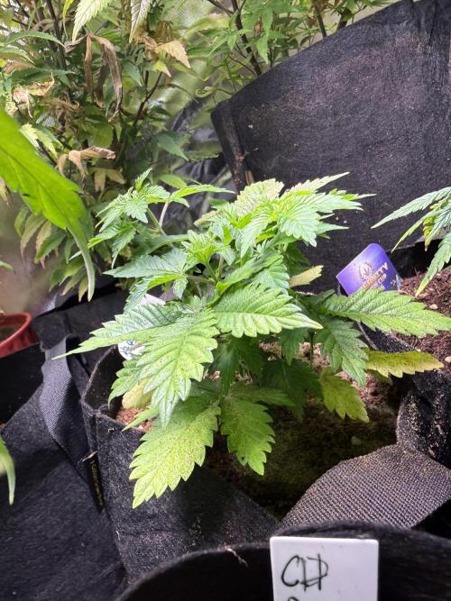 IZI Seeds Permanent Bluez Grow. Week 5