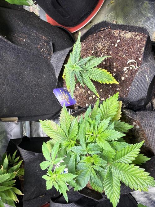 IZI Seeds Permanent Bluez Grow. Week 5