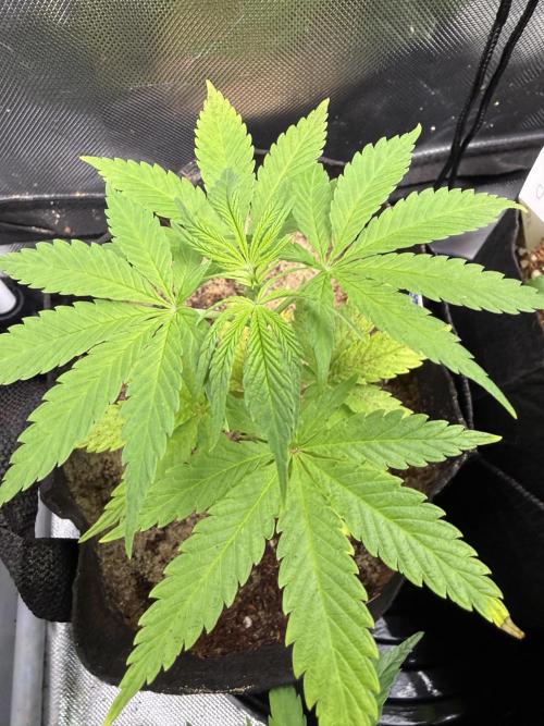 IZI Seeds Brain Swirl Fem Photo. Week 5