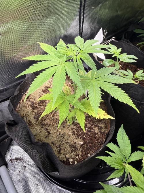 IZI Seeds Brain Swirl Fem Photo. Week 5
