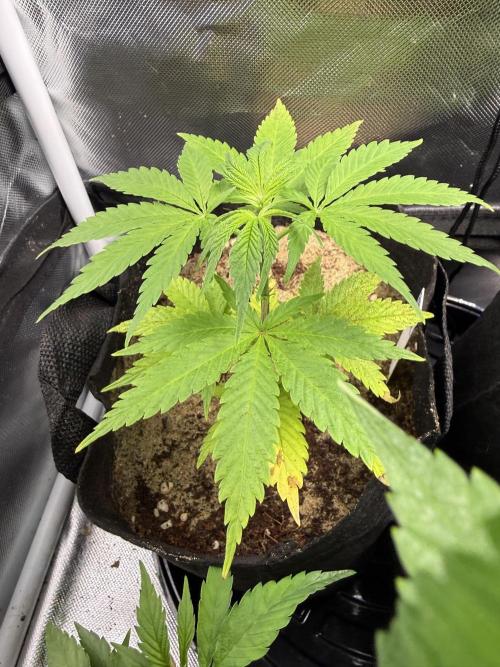 IZI Seeds Brain Swirl Fem Photo. Week 5