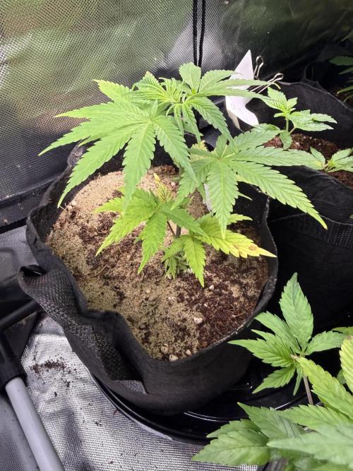 IZI Seeds Brain Swirl Fem Photo. Week 5