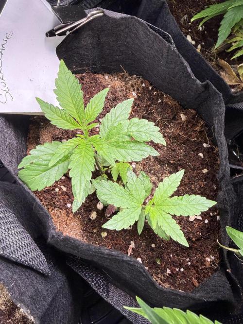 Slurricane no 7 Grow #2. Week 1