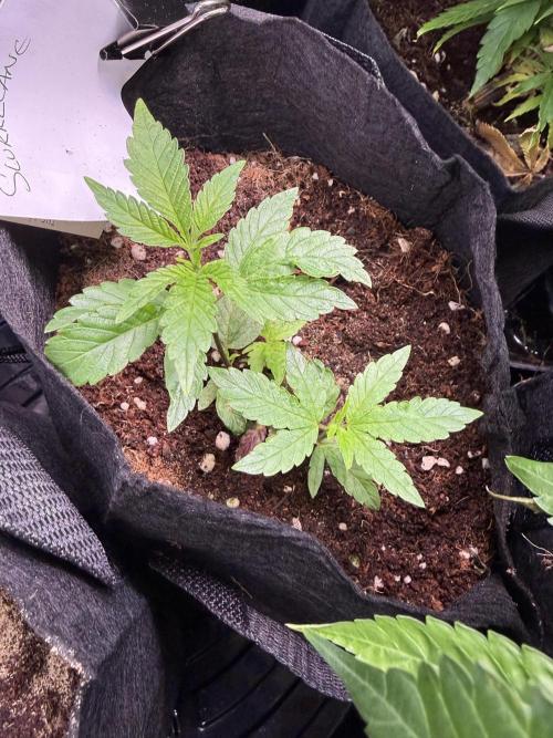 Slurricane no 7 Grow #2. Week 1