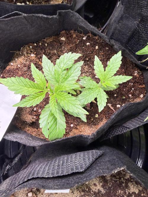 Slurricane no 7 Grow #2. Week 1