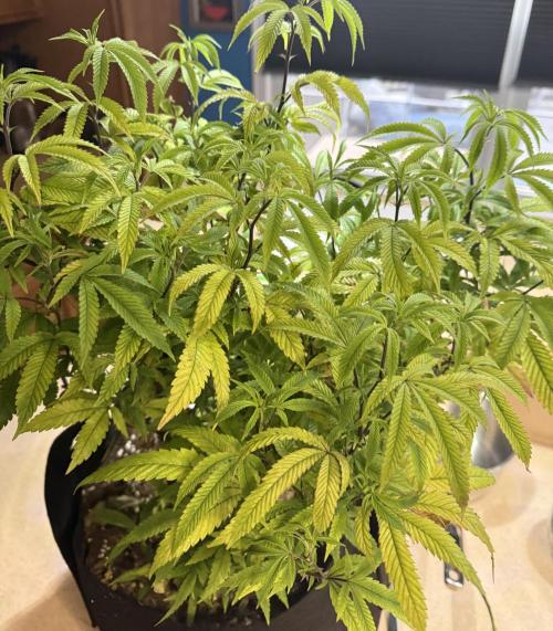 Slurricane Photo Grow. Week 10