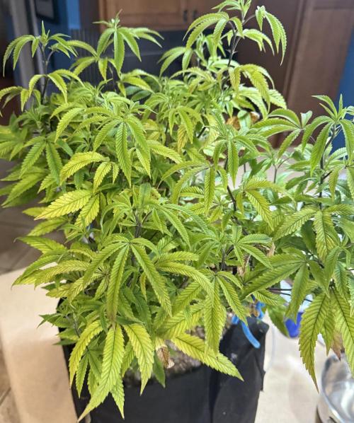 Slurricane Photo Grow. Week 10