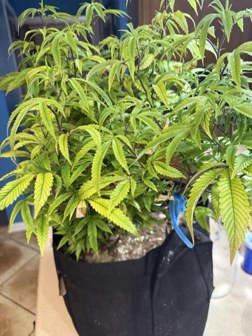 Slurricane Photo Grow. Week 10