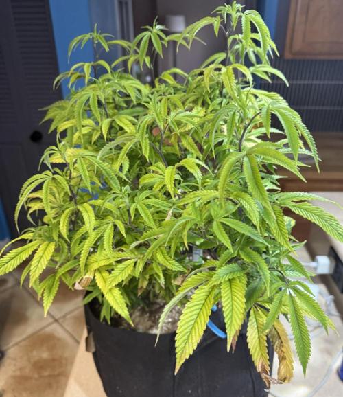 Slurricane Photo Grow. Week 10
