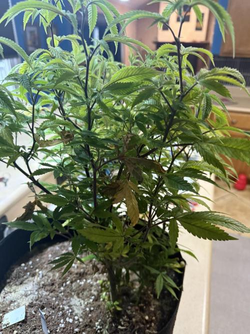 Slurricane Photo Grow. Week 10