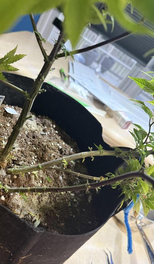 Slurricane Photo Grow. Week 10