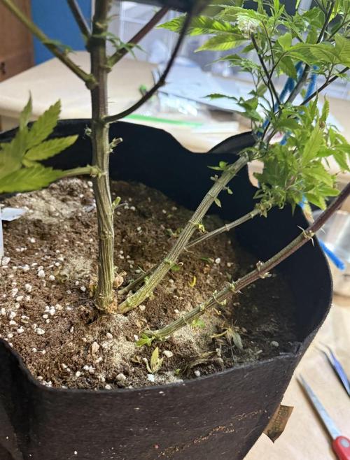Slurricane Photo Grow. Week 10