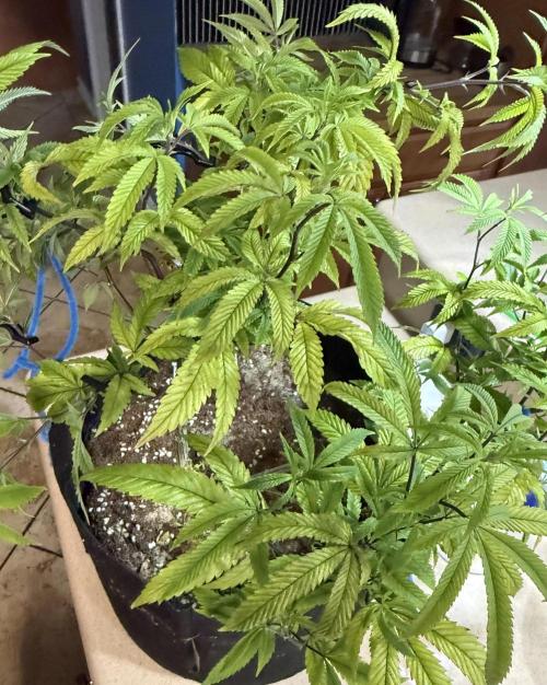 Slurricane Photo Grow. Week 10